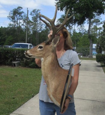 For Sale Whitetail Deer Shoulder Mount with Mule Deer Horns (put on) for - $250.00 - Pick Up Only