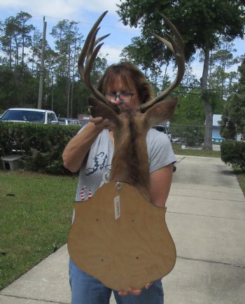 For Sale Whitetail Deer Shoulder Mount with Mule Deer Horns (put on) for - $250.00 - Pick Up Only