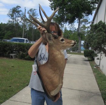 For Sale Whitetail Deer Shoulder Mount with Mule Deer Horns (put on) for - $250.00 - Pick Up Only