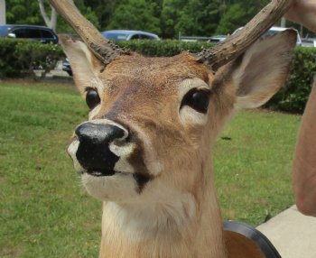 For Sale Whitetail Deer Shoulder Mount with Mule Deer Horns (put on) for - $250.00 - Pick Up Only
