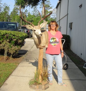 For Sale Buy this 9 point Mule Deer Shoulder Mount on Pedestal for - $500.00 - Pick Up Only