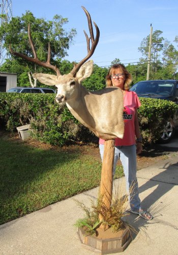 For Sale Buy this 9 point Mule Deer Shoulder Mount on Pedestal for - $500.00 - Pick Up Only