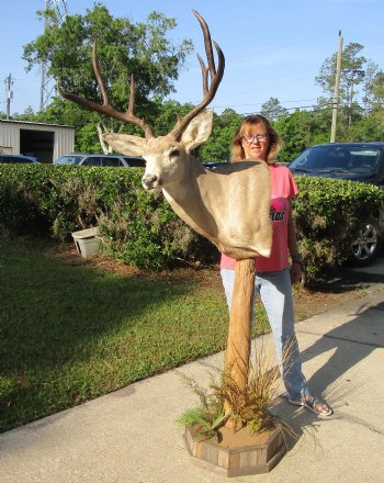 For Sale Buy this 9 point Mule Deer Shoulder Mount on Pedestal for - $500.00 - Pick Up Only