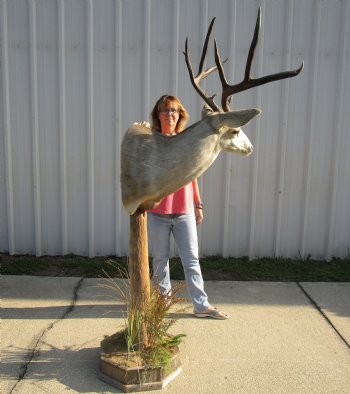 For Sale Buy this 9 point Mule Deer Shoulder Mount on Pedestal for - $500.00 - Pick Up Only