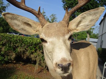 For Sale Buy this 9 point Mule Deer Shoulder Mount on Pedestal for - $500.00 - Pick Up Only
