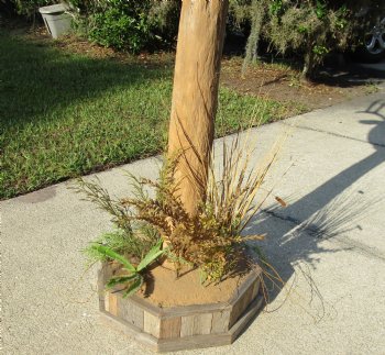 For Sale Buy this 9 point Mule Deer Shoulder Mount on Pedestal for - $500.00 - Pick Up Only