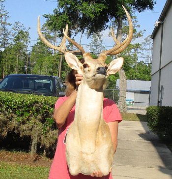 Axis Deer Shoulder Mount for sale - $300.00 - Pick Up Only