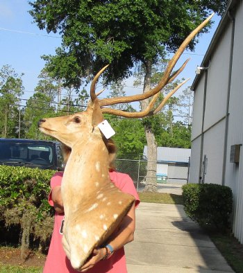 Axis Deer Shoulder Mount for sale - $300.00 - Pick Up Only