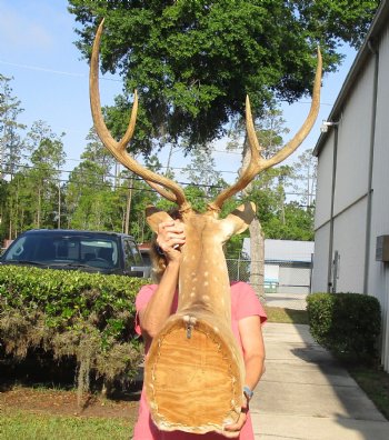 Axis Deer Shoulder Mount for sale - $300.00 - Pick Up Only