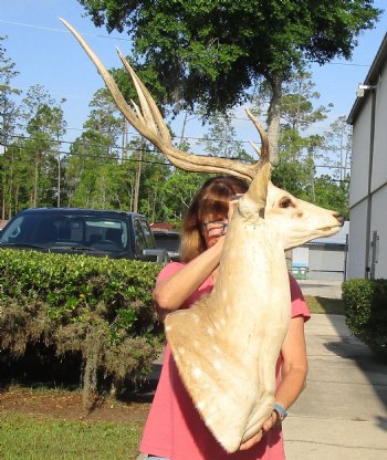 Axis Deer Shoulder Mount for sale - $300.00 - Pick Up Only