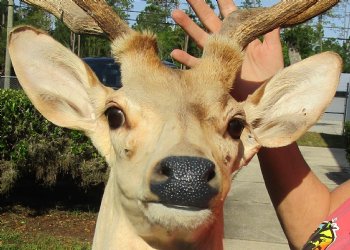 Axis Deer Shoulder Mount for sale - $300.00 - Pick Up Only