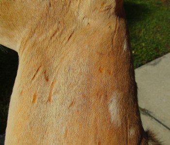 Axis Deer Shoulder Mount for sale - $300.00 - Pick Up Only