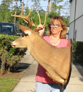 For Sale 10 point Whitetail Deer Shoulder Mount on wooden plaque - $400.00 - Pick Up Only