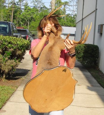 For Sale 10 point Whitetail Deer Shoulder Mount on wooden plaque - $400.00 - Pick Up Only