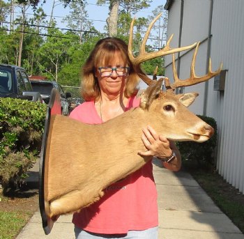 For Sale 10 point Whitetail Deer Shoulder Mount on wooden plaque - $400.00 - Pick Up Only