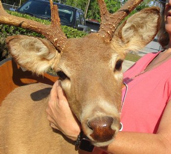 For Sale 10 point Whitetail Deer Shoulder Mount on wooden plaque - $400.00 - Pick Up Only