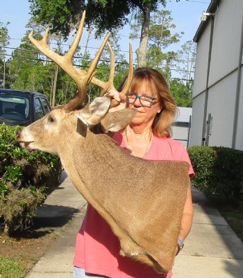 Buy this 9 point Whitetail Deer Shoulder Mount for - $400.00 - Pick Up Only