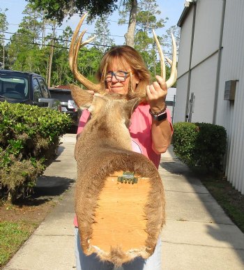 Buy this 9 point Whitetail Deer Shoulder Mount for - $400.00 - Pick Up Only