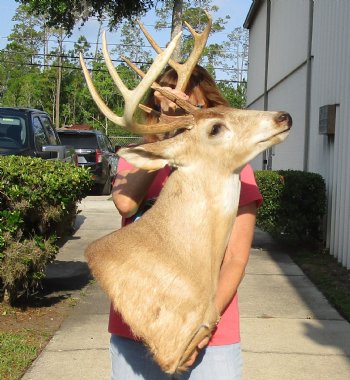 Buy this 9 point Whitetail Deer Shoulder Mount for - $400.00 - Pick Up Only