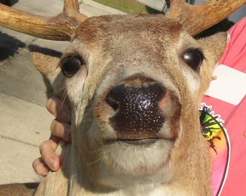 Buy this 9 point Whitetail Deer Shoulder Mount for - $400.00 - Pick Up Only