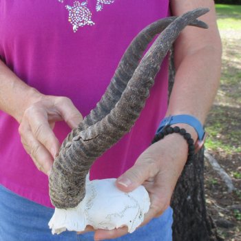B-Grade Male Springbok Skull Plate with 11-1/2" & 12" Horns - $18