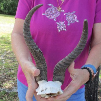 B-Grade Male Springbok Skull Plate with 11-1/2" & 12" Horns - $18