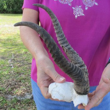 B-Grade Male Springbok Skull Plate with 11-1/2" & 12" Horns - $18