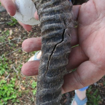 B-Grade Male Springbok Skull Plate with 11-1/2" & 12" Horns - $18
