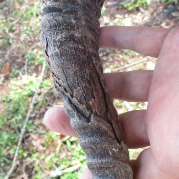 B-Grade Male Springbok Skull Plate with 11-1/2" & 12" Horns - $18