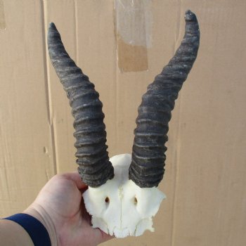 B-Grade Male Springbok Skull Plate with 8" Horns - $18