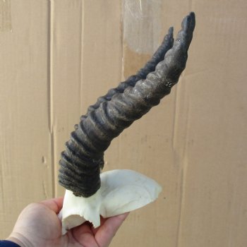B-Grade Male Springbok Skull Plate with 8" Horns - $18