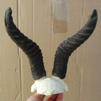 B-Grade Male Springbok Skull Plate with 8" Horns - $18