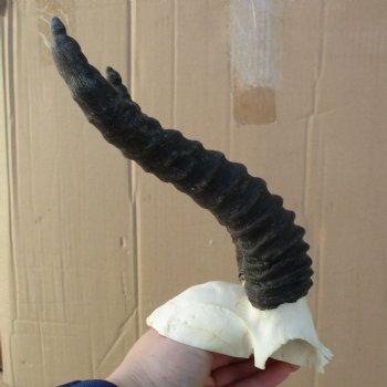 B-Grade Male Springbok Skull Plate with 8" Horns - $18