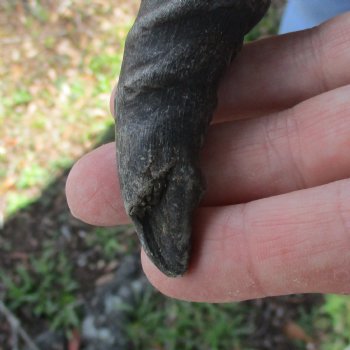 B-Grade Male Springbok Skull Plate with 8" Horns - $18