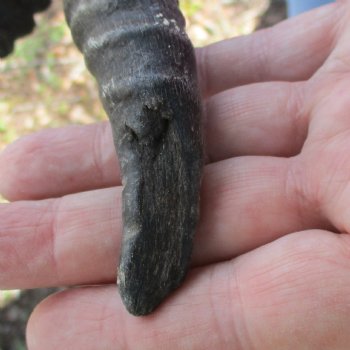 B-Grade Male Springbok Skull Plate with 8" Horns - $18