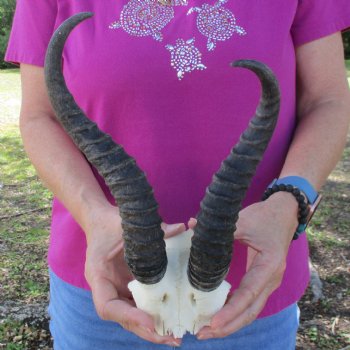 B-Grade Male Springbok Skull Plate with 10" & 11" Horns - $18