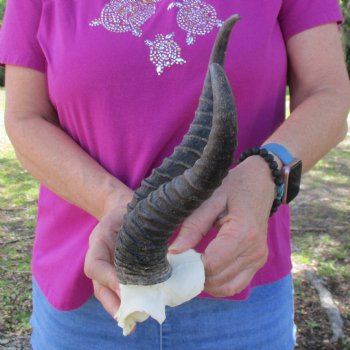 B-Grade Male Springbok Skull Plate with 10" & 11" Horns - $18