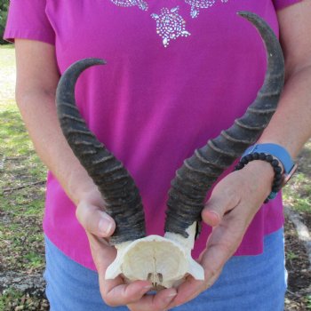 B-Grade Male Springbok Skull Plate with 10" & 11" Horns - $18