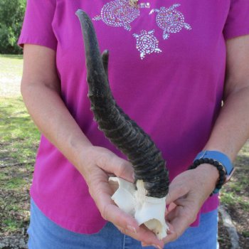 B-Grade Male Springbok Skull Plate with 10" & 11" Horns - $18
