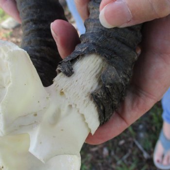 B-Grade Male Springbok Skull Plate with 10" & 11" Horns - $18