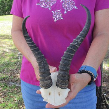 B-Grade Male Springbok Skull Plate with 9-1/4" & 10-1/2" Horns - $18
