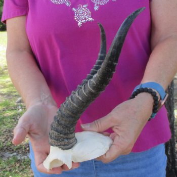 B-Grade Male Springbok Skull Plate with 9-1/4" & 10-1/2" Horns - $18