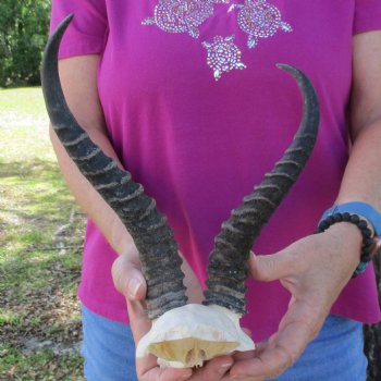 B-Grade Male Springbok Skull Plate with 9-1/4" & 10-1/2" Horns - $18