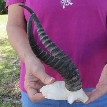 B-Grade Male Springbok Skull Plate with 9-1/4" & 10-1/2" Horns - $18