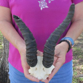 B-Grade Male Springbok Skull Plate with 7" & 9-1/2" Horns - $18