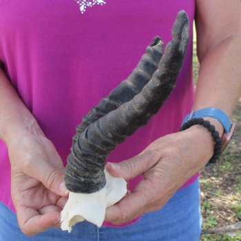 B-Grade Male Springbok Skull Plate with 7" & 9-1/2" Horns - $18
