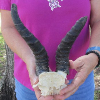 B-Grade Male Springbok Skull Plate with 7" & 9-1/2" Horns - $18