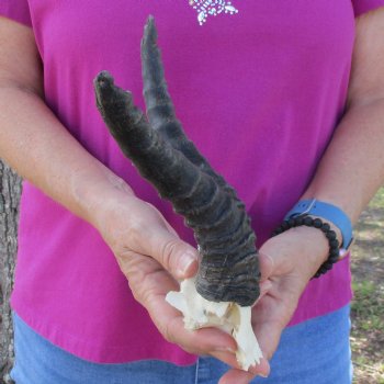 B-Grade Male Springbok Skull Plate with 7" & 9-1/2" Horns - $18