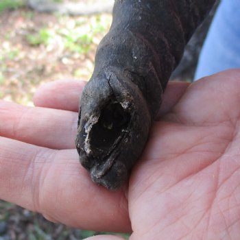 B-Grade Male Springbok Skull Plate with 7" & 9-1/2" Horns - $18