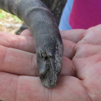 B-Grade Male Springbok Skull Plate with 7" & 9-1/2" Horns - $18